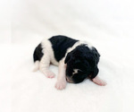 Puppy 1 Bernedoodle-Poodle (Miniature) Mix