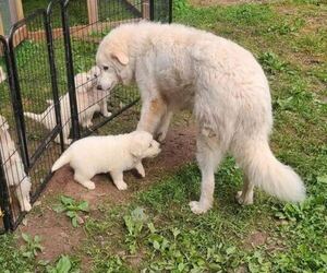 Mother of the Maremma Sheepdog puppies born on 06/04/2025