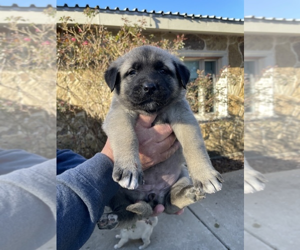 Medium Photo #3 Anatolian Shepherd Puppy For Sale in VAN ALSTYNE, TX, USA