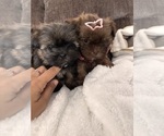 Teddy bears - Female Shih Tzu Puppy for Sale - Photo #3