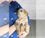 Small Photo #4 Australian Cattle Dog Puppy For Sale in ASHLAND, OH, USA