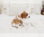 Small Photo #3 Cavalier King Charles Spaniel Puppy For Sale in LAWSON, MO, USA
