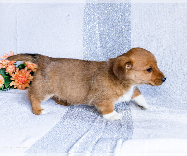Medium Photo #8 Dorgi Puppy For Sale in WAKARUSA, IN, USA