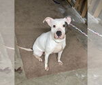 Small American Pit Bull Terrier Mix