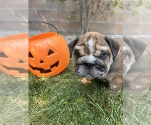 Bulldog Puppy for sale in BERTHOUD, CO, USA