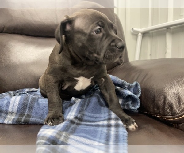Medium Photo #26 American Bully Puppy For Sale in REESEVILLE, WI, USA