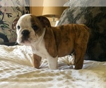 Small Photo #7 Bulldog Puppy For Sale in GLENDALE, AZ, USA