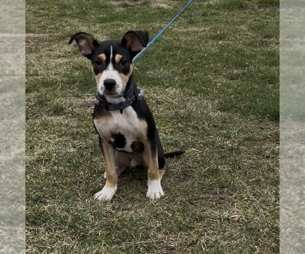 Medium Photo #1 Mutt Puppy For Sale in Minneapolis, MN, USA