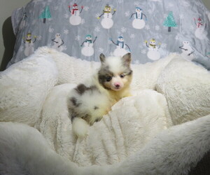 Pomeranian Puppy for sale in COOKEVILLE, TN, USA