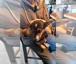 Puppy P O d Pembroke Welsh Corgi