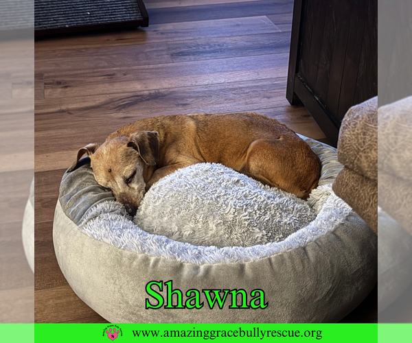 Medium Photo #3 Dachshund-Unknown Mix Puppy For Sale in Pensacola, FL, USA