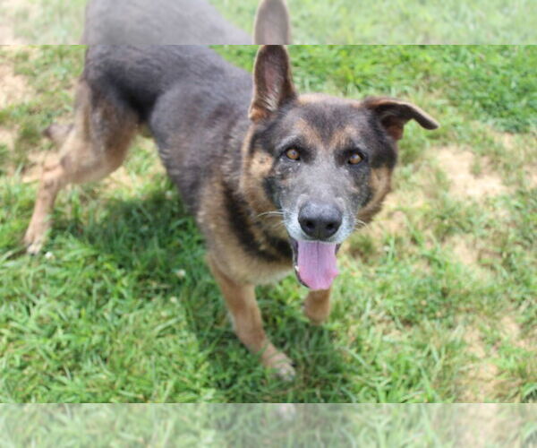 Medium Photo #1 German Shepherd Dog Puppy For Sale in Chestertown, MD, USA