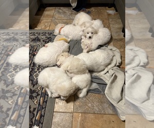 Great Pyrenees Litter for sale in HOUSTON, TX, USA
