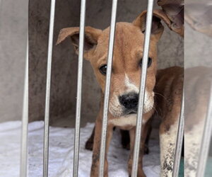 Mutt Dogs for adoption in Oklahoma City, OK, USA