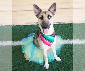 Margarita - Female Siberian Husky-Unknown Mix Dog for Adoption - Photo #5