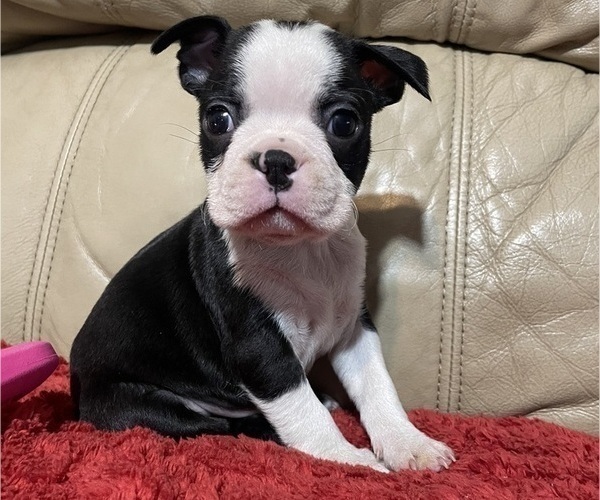Medium Photo #1 Boston Terrier Puppy For Sale in CHARLOTTESVILLE, VA, USA