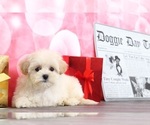 Small Photo #4 Maltipoo Puppy For Sale in BEL AIR, MD, USA