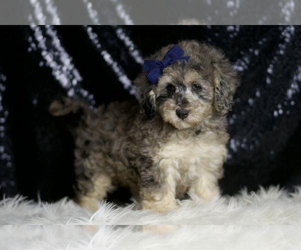 Medium Photo #3 Poodle (Miniature) Puppy For Sale in WARSAW, IN, USA