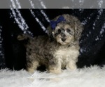 Small #2 Poodle (Miniature)