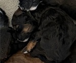 Small Photo #68 Bernedoodle Puppy For Sale in MOULTON, AL, USA