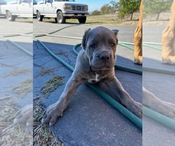 Medium Photo #17 Cane Corso Puppy For Sale in OCEANSIDE, CA, USA