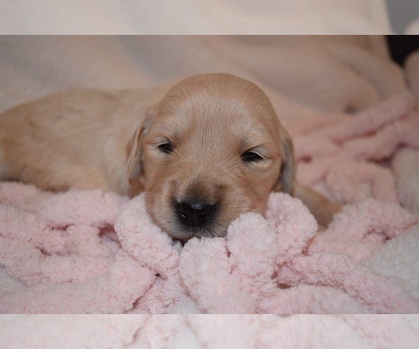 Medium Photo #41 Golden Retriever Puppy For Sale in RICHMOND, TX, USA
