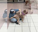 Small #1 American Staffordshire Terrier Mix