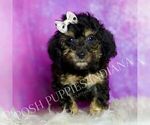 Small #3 Poodle (Toy)