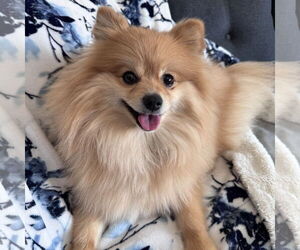 Pomeranian Dogs for adoption in Fargo, ND, USA