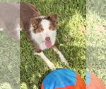 Small #2 Australian Shepherd