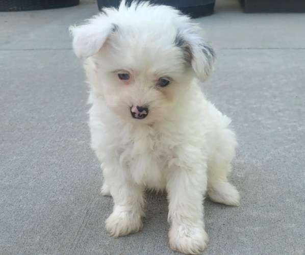 Medium Photo #1 Pom-A-Poo Puppy For Sale in ORRVILLE, OH, USA