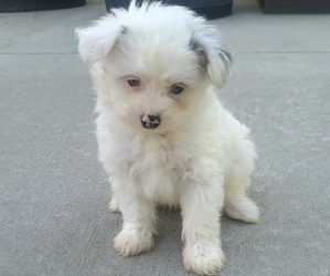Pom-A-Poo Puppy for sale in ORRVILLE, OH, USA