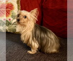 Small #1 Mutt