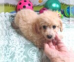 Small #1 Maltipoo