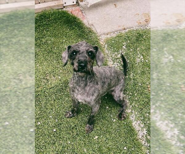 Medium Photo #1 Poodle (Miniature) Puppy For Sale in Toronto, Ontario, Canada