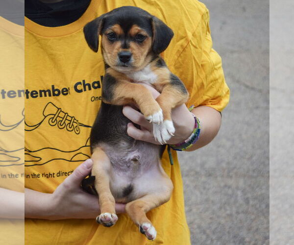 Medium Photo #3 Beagle-Chihuahua Mix Puppy For Sale in Huntley, IL, USA