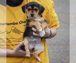 Small #2 Beagle-Chihuahua Mix