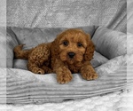 Small #2 Goldendoodle (Miniature)