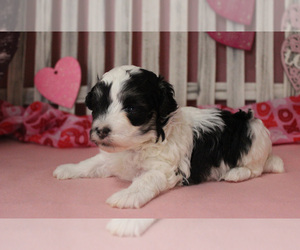 Maltipoo Puppy for sale in CHANUTE, KS, USA