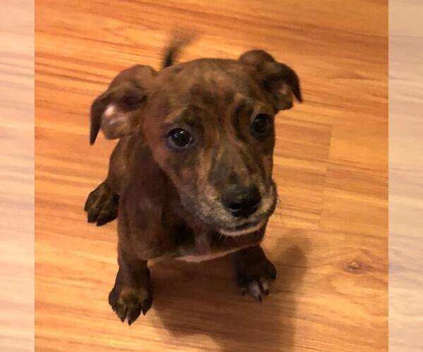 Medium Photo #5 Labrador Retriever-Unknown Mix Puppy For Sale in Yardley, PA, USA