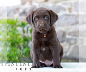 Labrador Retriever Puppy for sale in MORGANTOWN, PA, USA