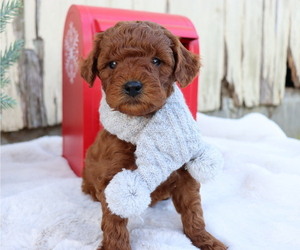 Goldendoodle (Miniature) Puppy for sale in HONEY BROOK, PA, USA