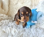 Small Photo #3 Dachshund Puppy For Sale in WEBSTER, FL, USA