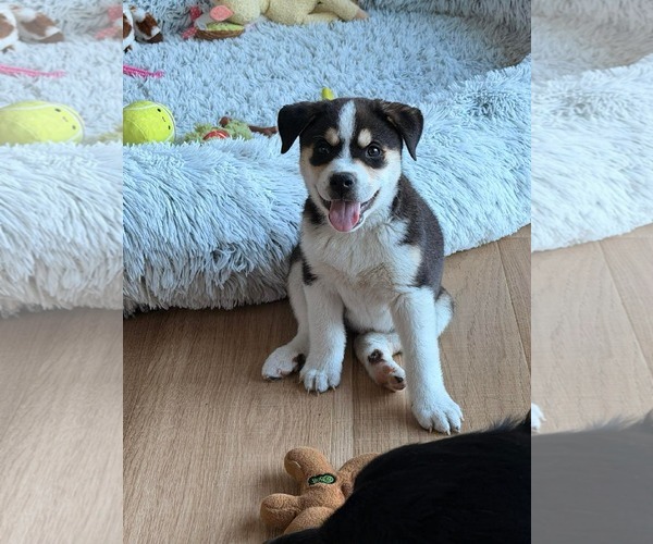 Medium Photo #4 Siberian Husky-Unknown Mix Puppy For Sale in Overland Park, KS, USA