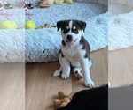 Small #3 Siberian Husky Mix