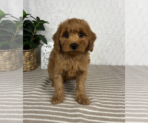 Medium Photo #2 Cavapoo Puppy For Sale in GREENFIELD, IN, USA