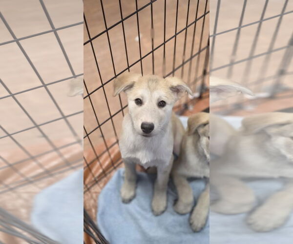 Medium Photo #3 Golden Pyrenees Puppy For Sale in SHERBURNE, NY, USA