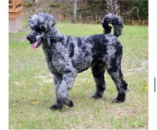 Medium Photo #1 Poodle (Standard) Puppy For Sale in BROOKER, FL, USA