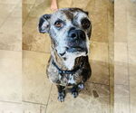 Small #4 Boxer Mix
