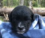 Small Photo #26 Poodle (Toy)-Texas Heeler Mix Puppy For Sale in MARQUAND, MO, USA